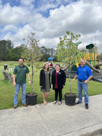 tree planting Tree planting